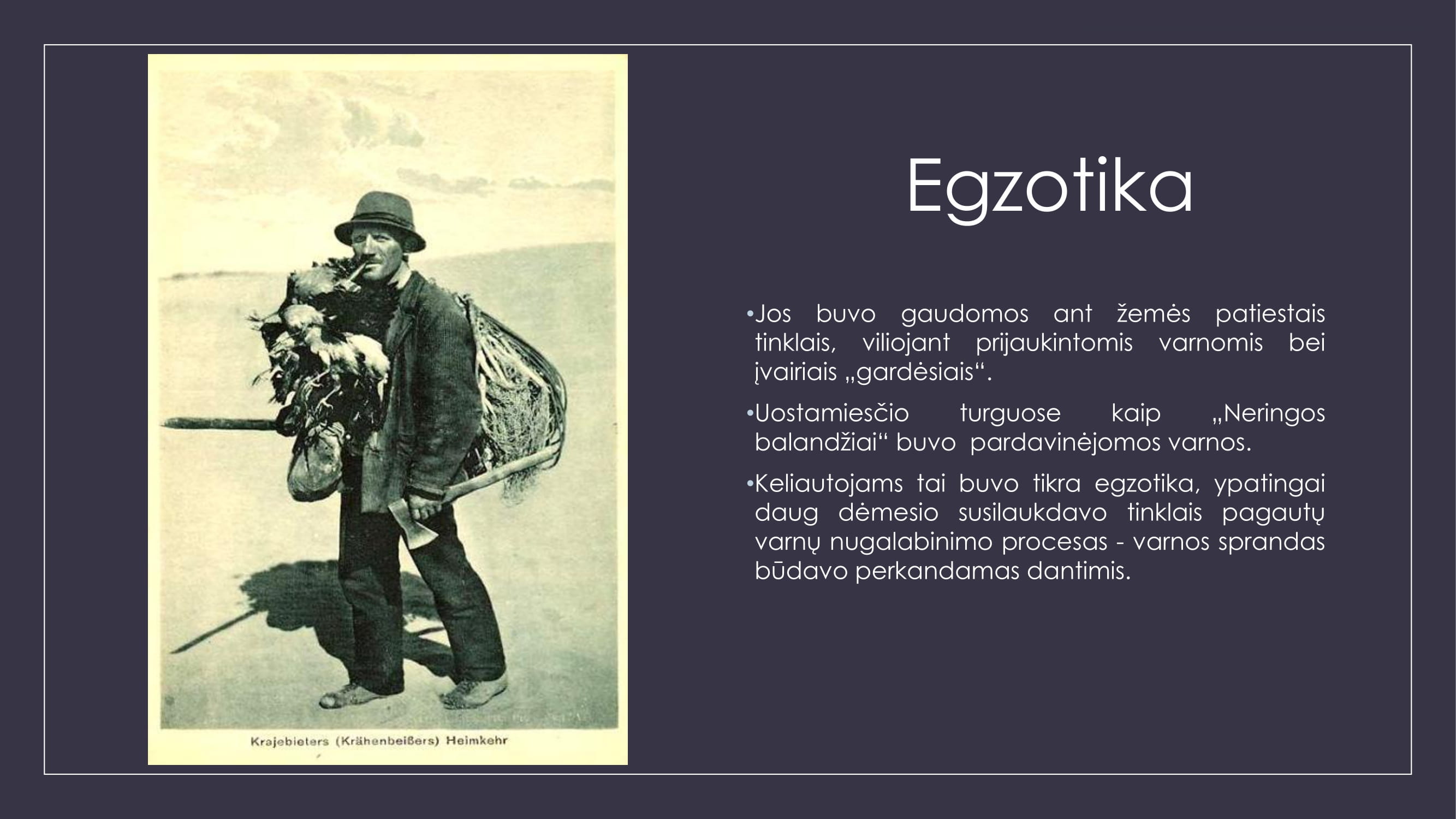 Varnų gaudytojai