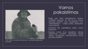 Varnų gaudytojai