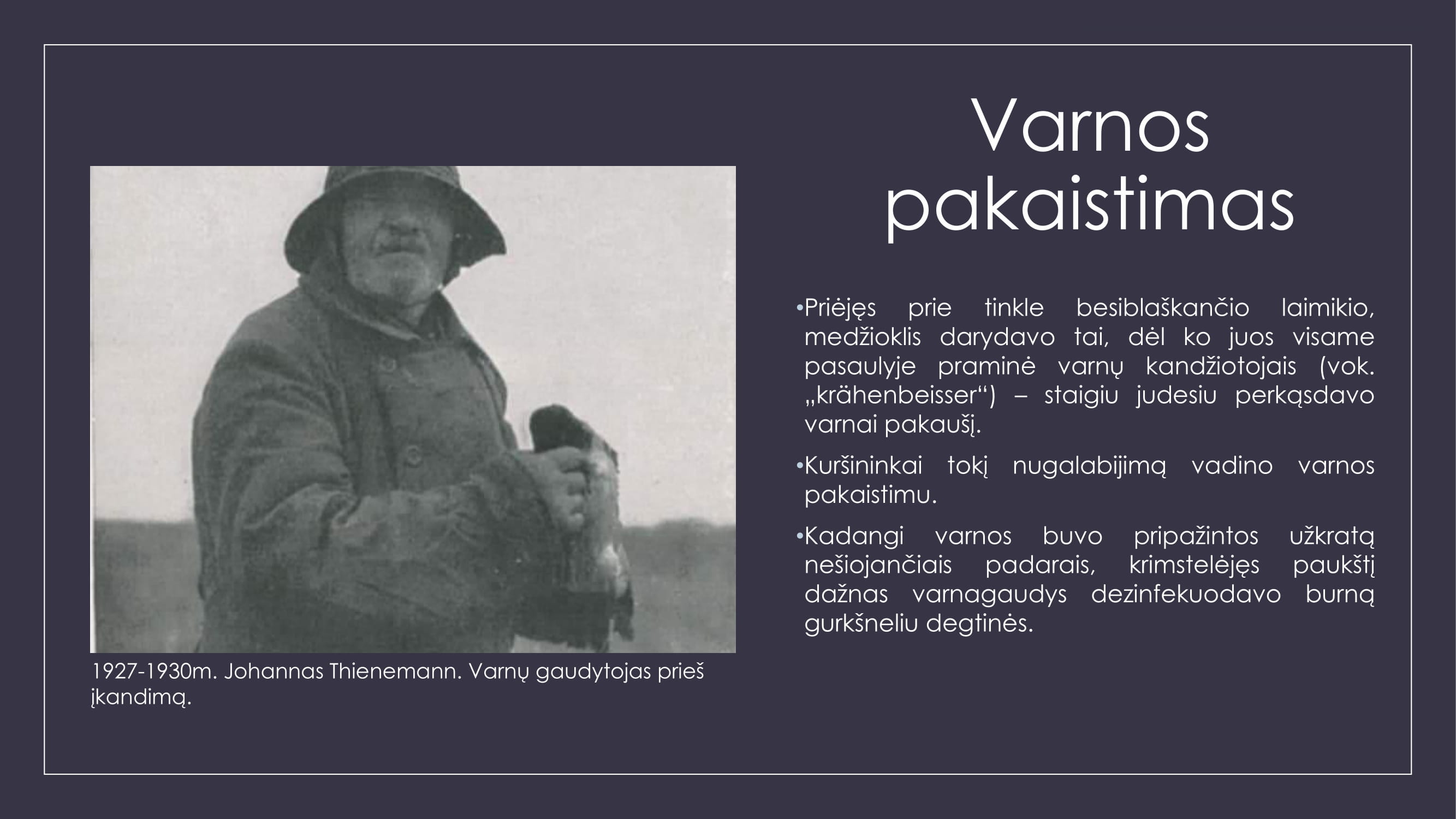 Varnų gaudytojai