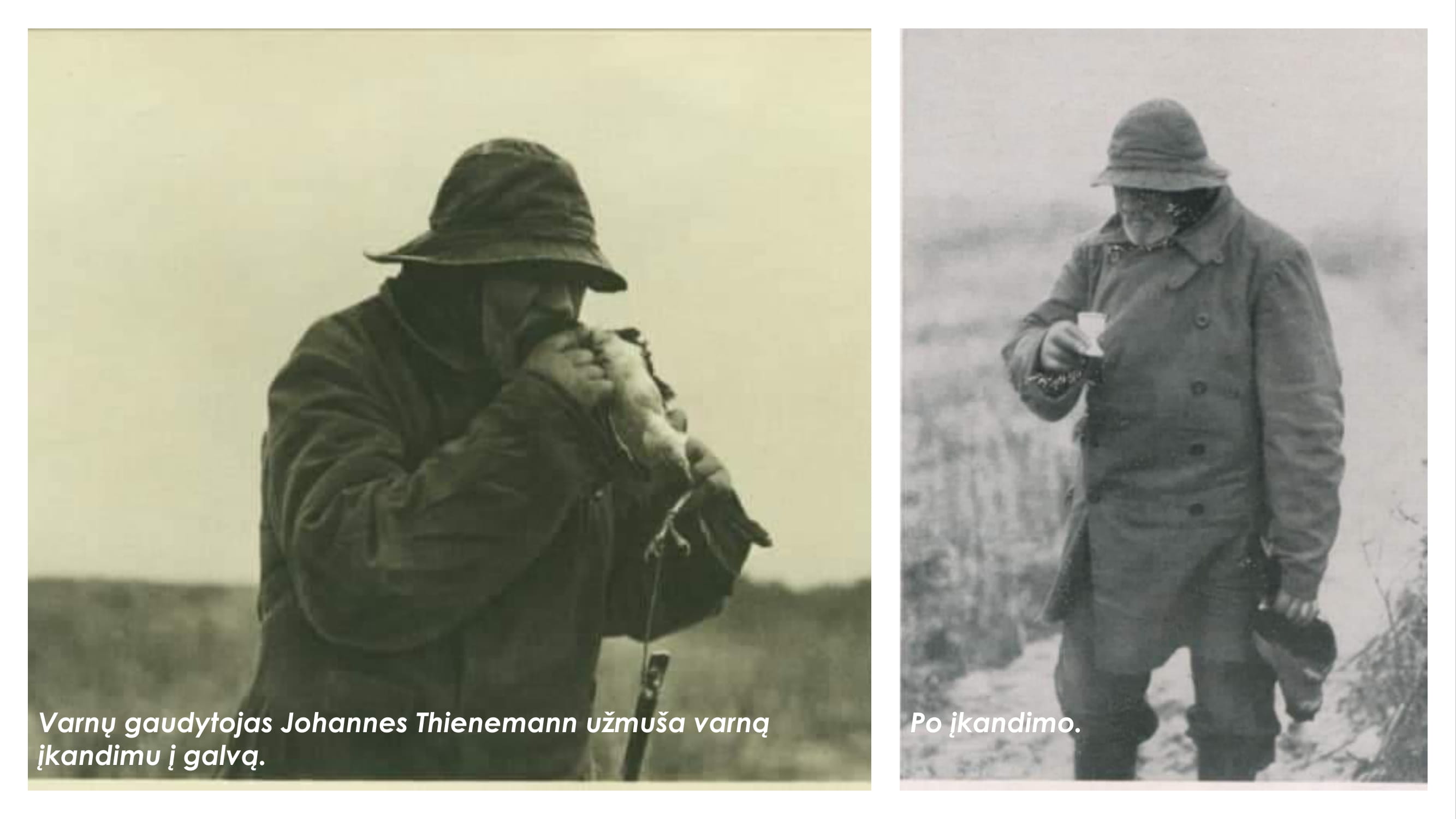 Varnų gaudytojai