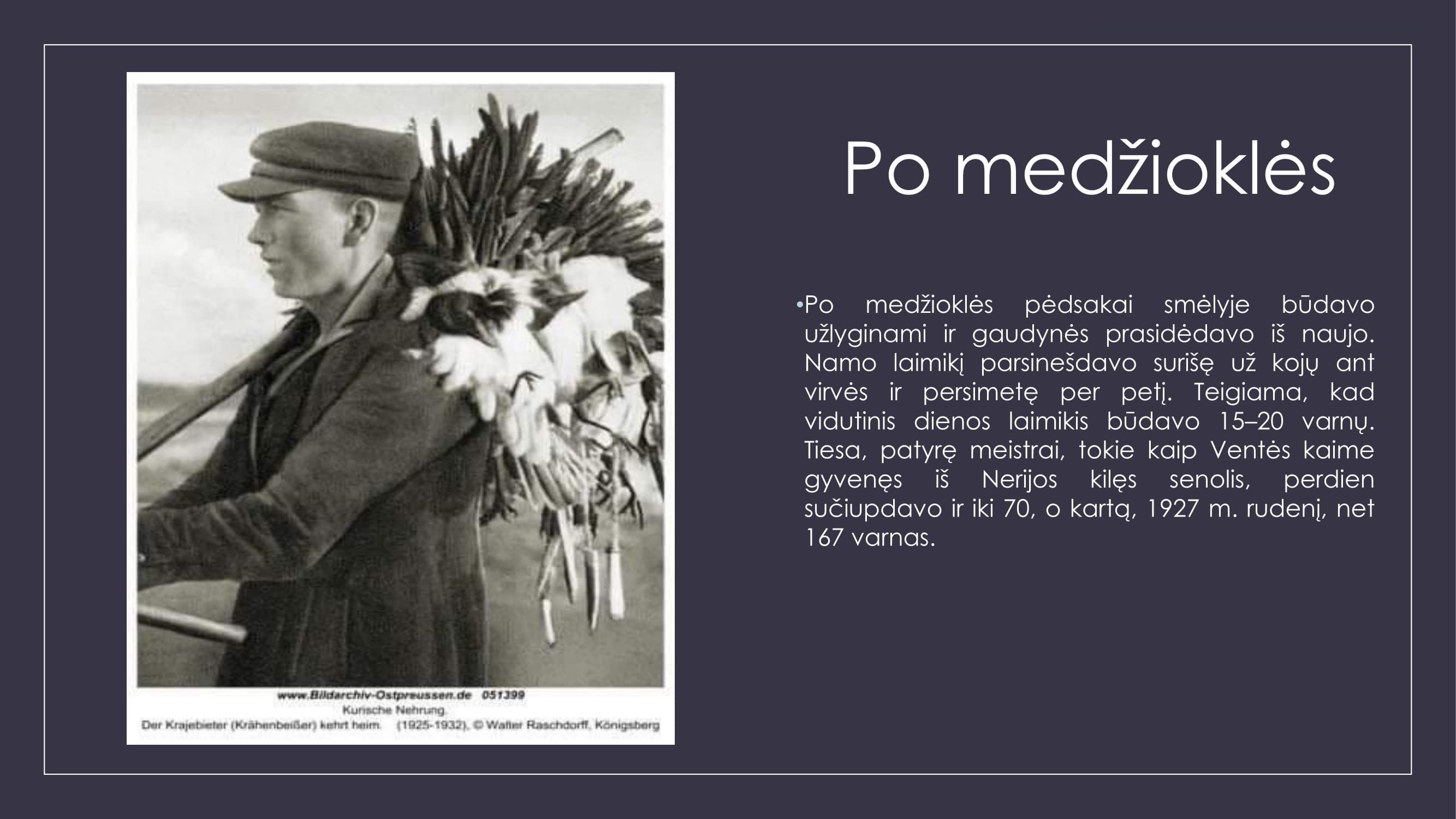 Varnų gaudytojai